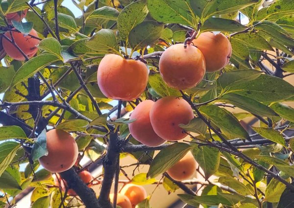 怀远策略 柿子满枝头 小区添秋意